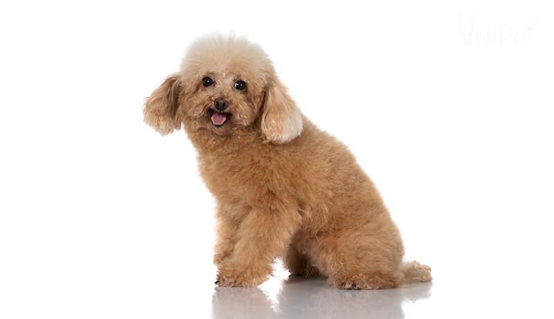 Toy poodle 2