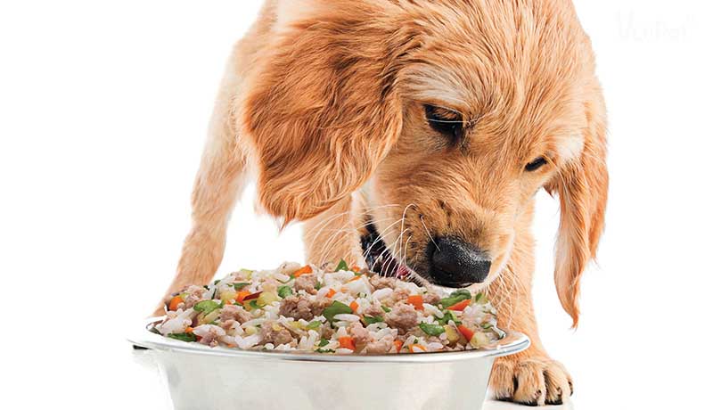 Cách để Biến tấu thức ăn khô cho chó ăn ngon miệng: 7 Bước