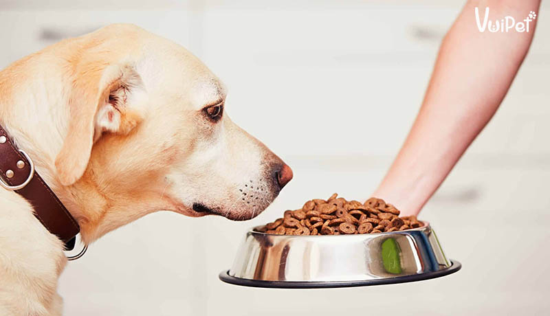 Các cách làm thức ăn khô cho chó nhanh gọn lẹ!