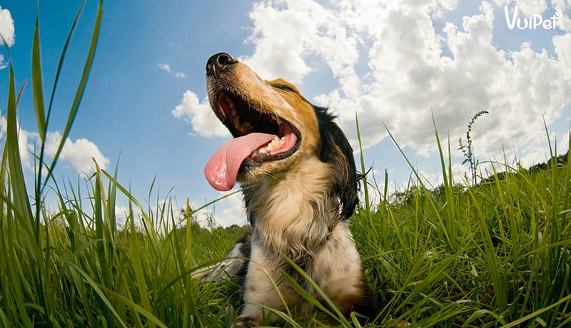 Chó bị sốc nhiệt có thể mất mạng chỉ sau 15 phút, Bạn có biết?