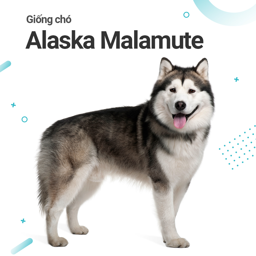 Hình ảnh chó Alaska Malamute và đặc điểm giống chó Alaska