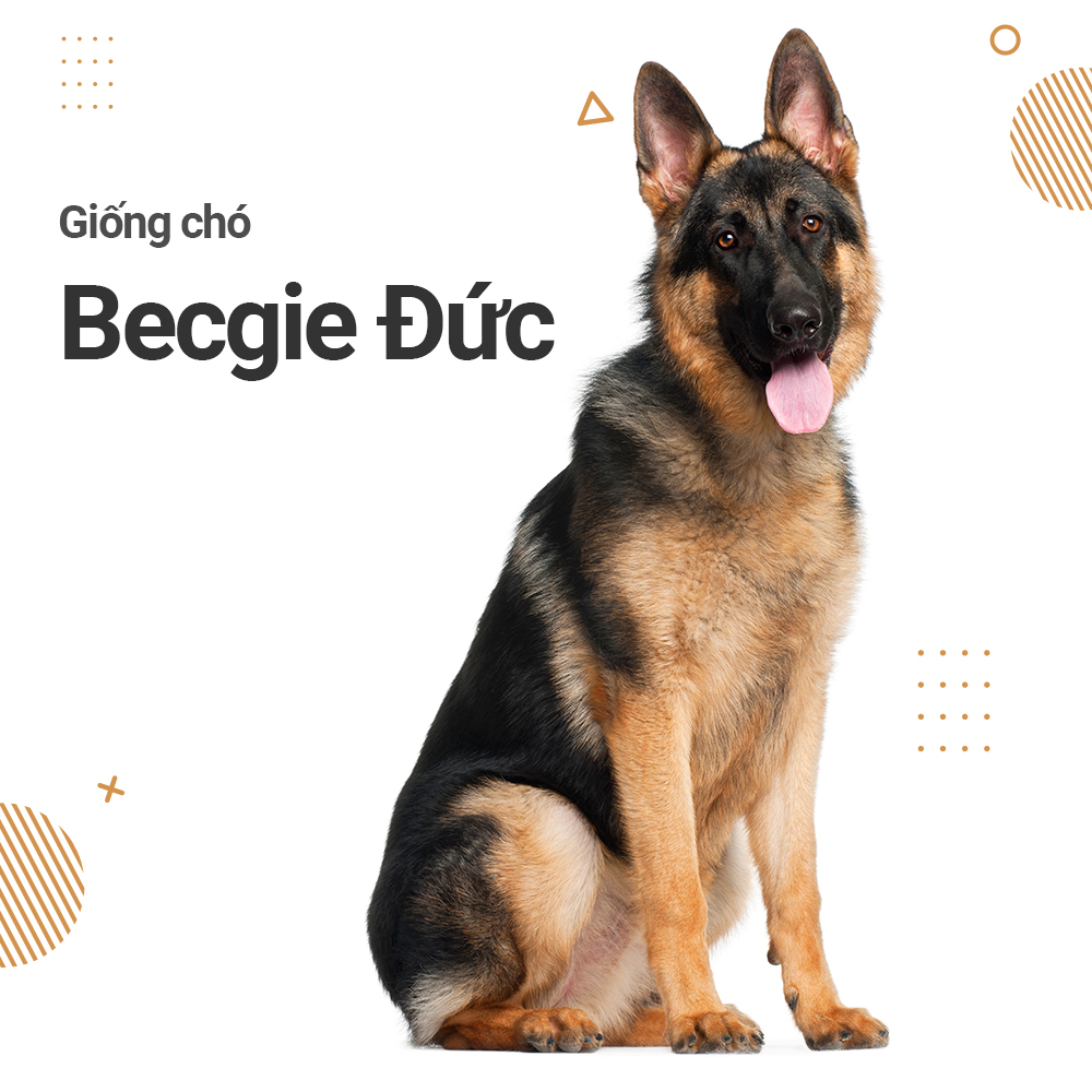 Chó Becgie Đức luôn là giống chó được ưa chuộng trên toàn thế giới. Đến và khám phá sự khác biệt về ngoại hình, tình cách và môi trường sống của chó Becgie Đức.