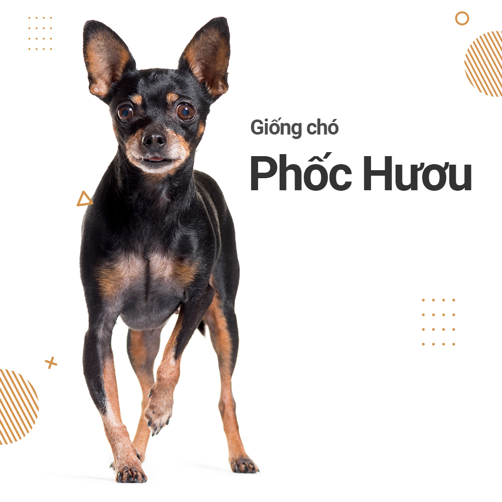 Các đặc điểm của giống chó Phốc Hươu (Fox Hươu)- chó MinPin