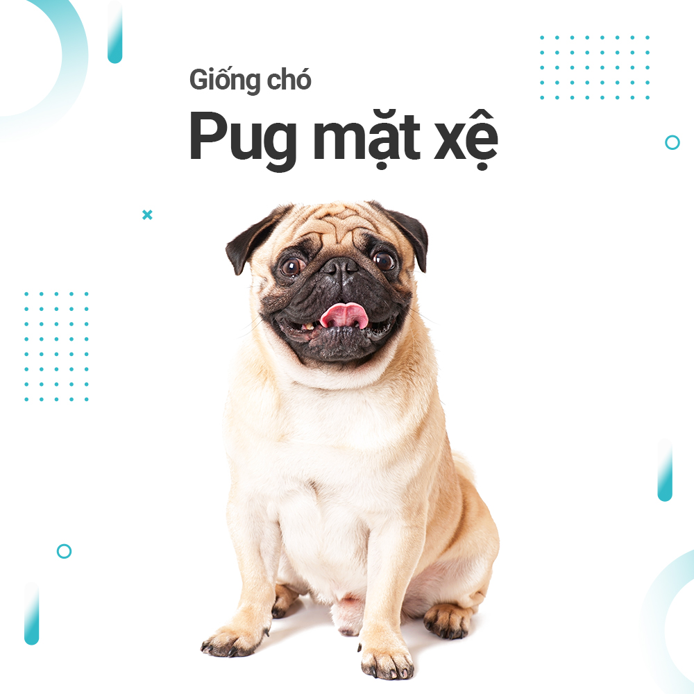 Hình ảnh và đặc điểm của giống chó Pug mặt xệ - chó mặt nhăn
