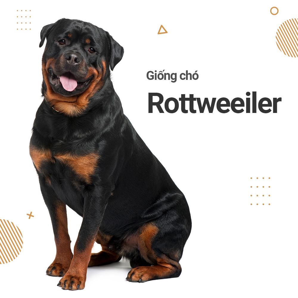 Hình Ảnh Của Chó Rottweiler Và Đặc Điểm Tính Cách Chó Rott