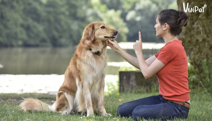 Những biểu hiện của chó hư "cần trị" và cách dạy chó nghe lời
