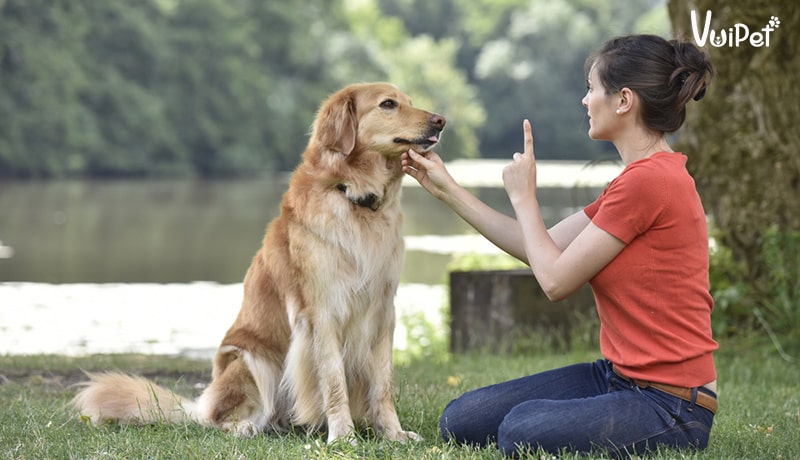 cách dạy chó nghe lời