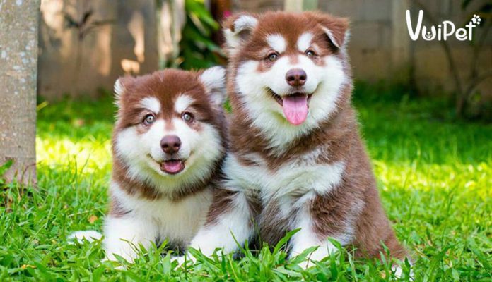 Thông tin về chó Alaska - giống chó quốc dân to bự và đáng yêu