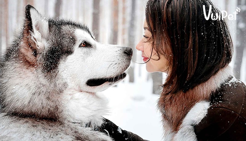 Tổng hợp A-Z  kinh nghiệm chăm sóc và cách nuôi chó Alaska