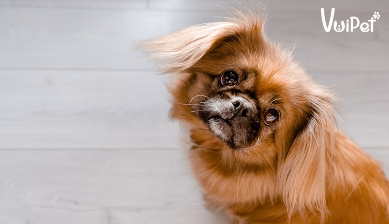 Răng vẩu ở chó có ảnh hưởng gì đến chất lượng cuộc sống của chúng?
