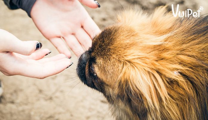 Tổng hợp kinh nghiệm nuôi và chăm sóc chó Bắc Kinh hiệu quả