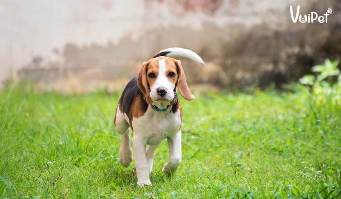 Chi tiết A-Z về chó tai dài Beagle - giống chó săn thỏ bé nhỏ nhất