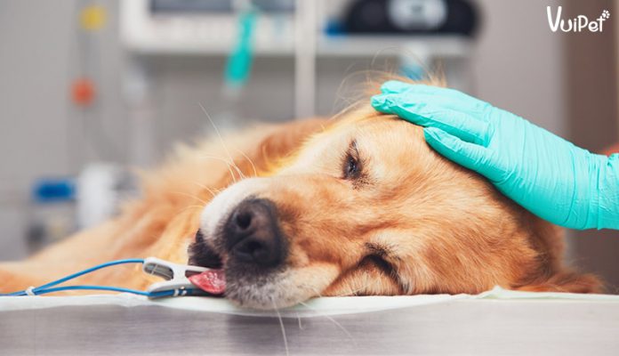 Chó bị Care có sống không? Trả lời A-Z câu hỏi về bệnh Care chó
