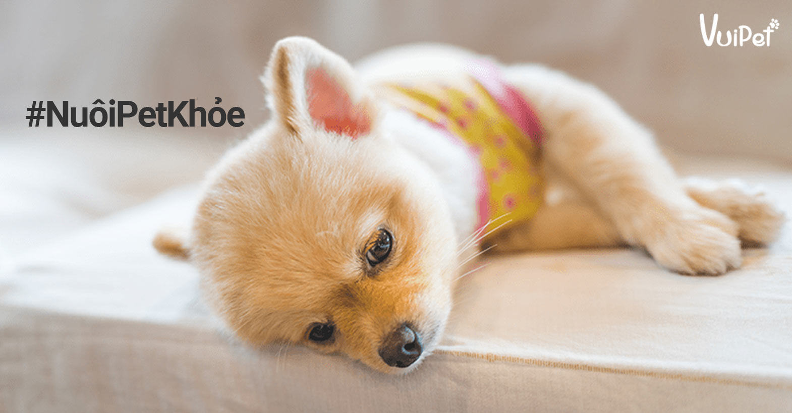Những biện pháp phòng ngừa bệnh Parvo ở chó là gì?
