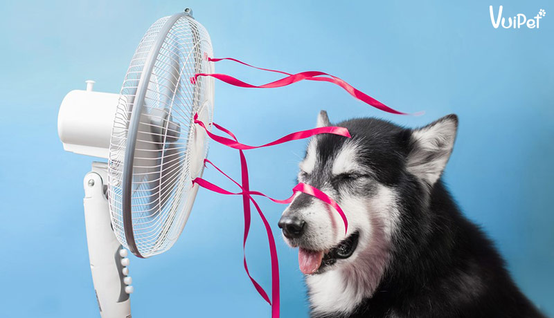 Chó bị sốc nhiệt có thể mất mạng chỉ sau 15 phút, Bạn có biết?