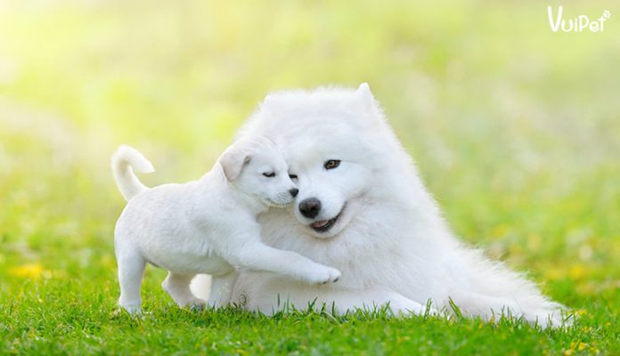“Đốn tim” với Top các giống chó lông trắng đẹp