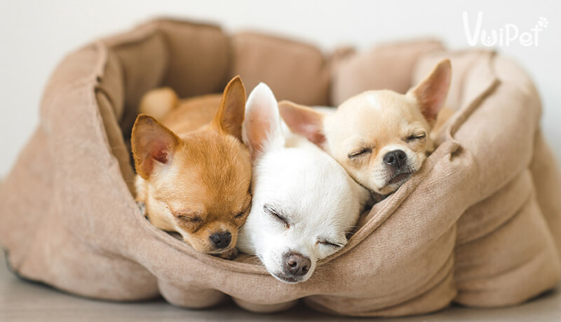 Chi tiết về cách nuôi chó Chihuahua (Kiquaqua) cho người mới
