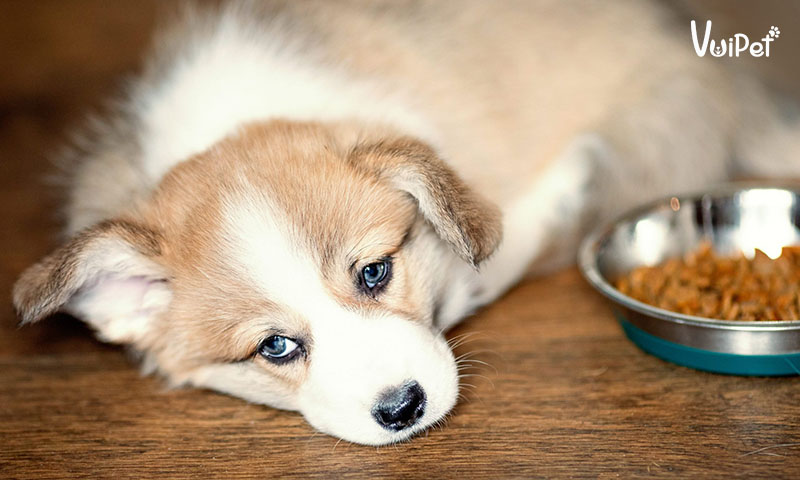 Làm gì khi chó bị tiêu chảy? Cách trị chó bị tiêu chảy hiệu quả