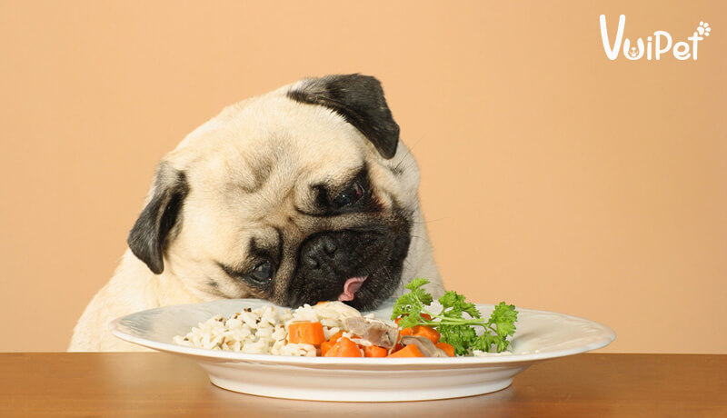 Các chất dinh dưỡng cần "phải có" trong thức ăn cho chó con