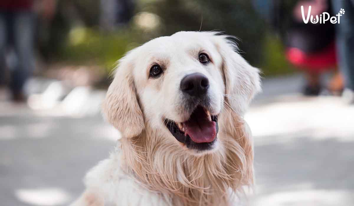 9 điều PHẢI biết trước khi nuôi Chó Gâu Đần - Golden Retriever