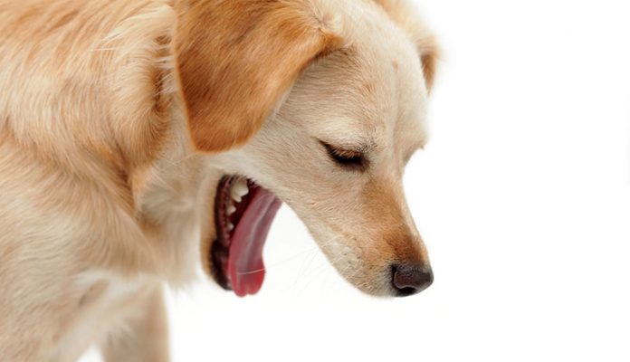 Chó bị ho và các dấu hiệu nhận biết chó bị bệnh ho cũi chó