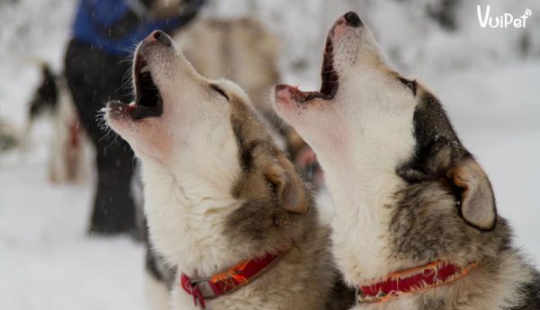 Chó Husky “Ngáo” ra sao? 7 bí mật cực kỳ thú vị về Husky ngáo