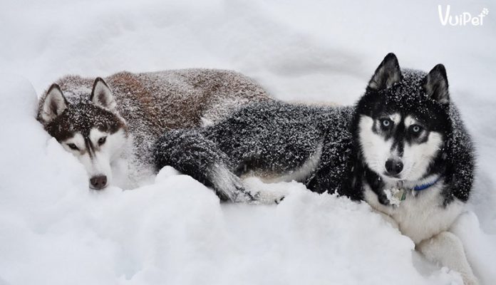 9 điều chắc chắn phải biết khi muốn nuôi chó ngáo Husky