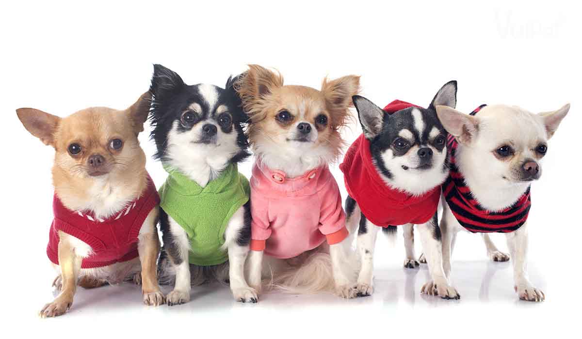 Các loại chó Chihuahua và Giá chó Chihuahua - chó Kiqaqa