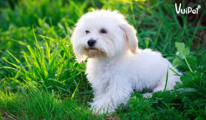 Tổng hợp cách chăm sóc giống chó xù Maltese - chó trắng Malta