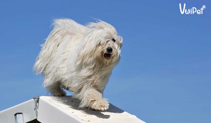 Chó trắng Maltese - giống chó quý tộc đến từ quốc đảo Malta