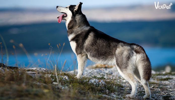 Chó Husky “Ngáo” ra sao? 7 bí mật cực kỳ thú vị về Husky ngáo