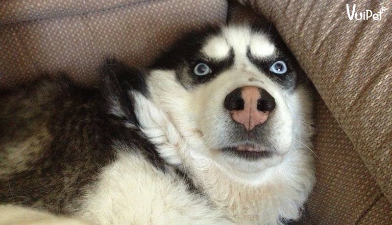 Top 20 điều về Chó Husky  Đặc điểm phân loại giá bán và cách nuôi   Petizen
