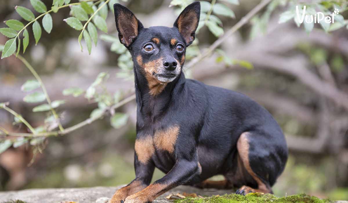 Chó Phốc Hươu - Minpin | Chi Tiết Đặc Điểm Và Giá Chó Fox Hươu