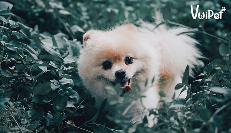 8 sự thật về chó Phốc Sóc (Pomeranian) cần biết trước khi nuôi