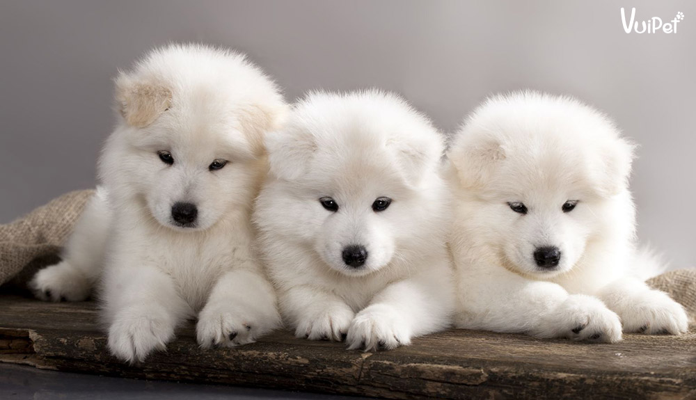 Giá Chó Samoyed và 6 điều cần phải biết khi mua chó Samoyed