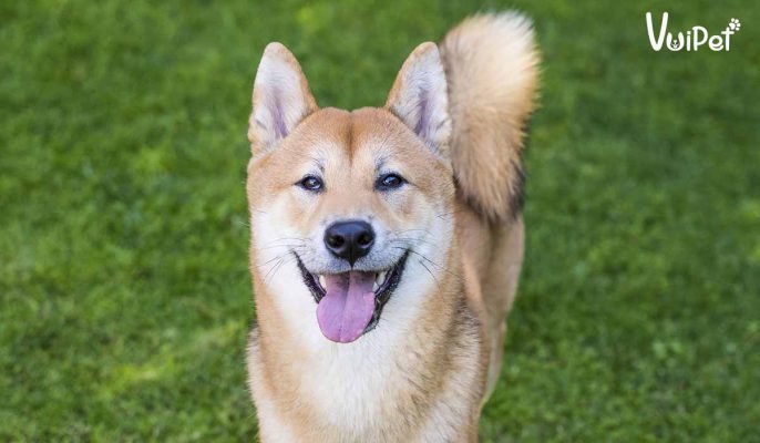 Chó Shiba Inu – giống chó cười siêu thông minh đến từ Nhật Bản