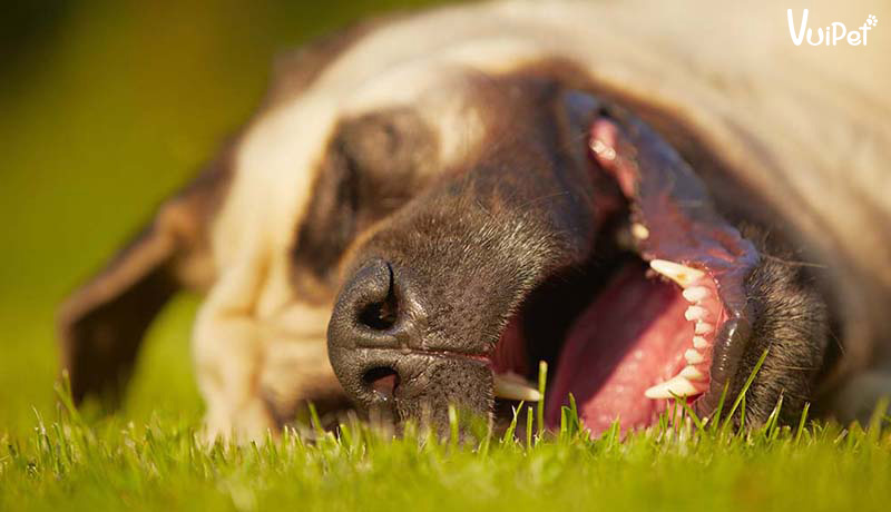 Chó thở gấp lè lưỡi - Nguyên nhân và cách xử lý nhanh chóng