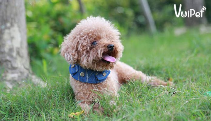 cho-toy-poodle-5