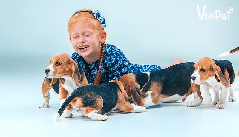 5 lý do mà bạn phải nuôi ngay một chú Chó Săn Thỏ - Beagle