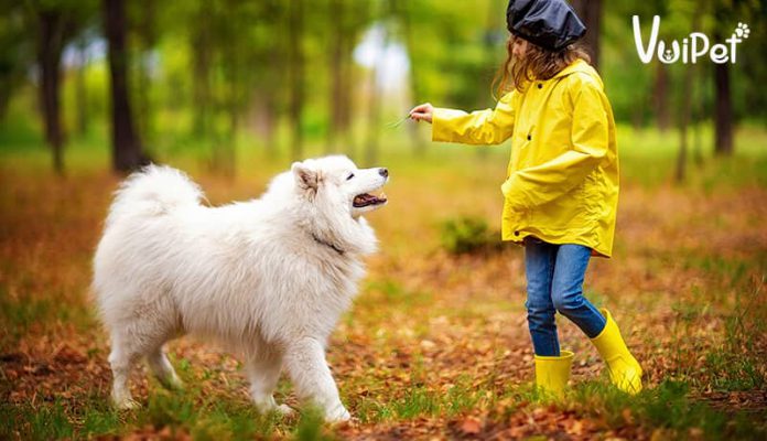 Chó Samoyed ăn gì? Tổng hợp chi tiết cách nuôi chó Samoyed