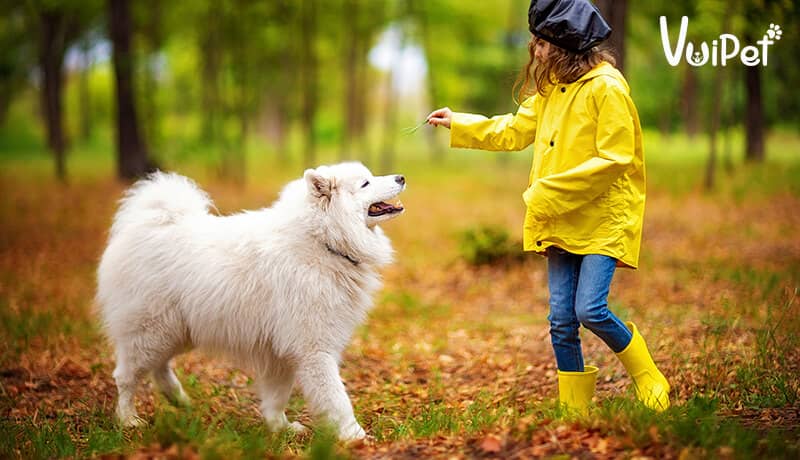Chó Samoyed ăn gì? Tổng hợp chi tiết cách nuôi chó Samoyed