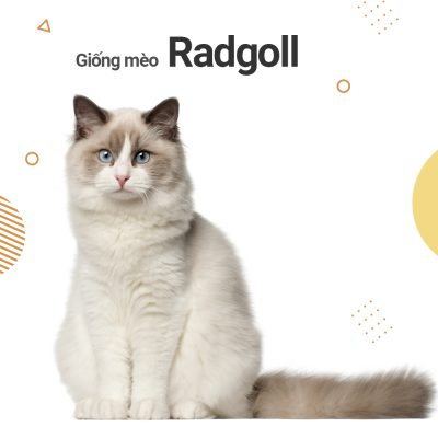 meo-radgoll