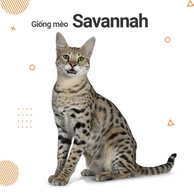 meo-savannah