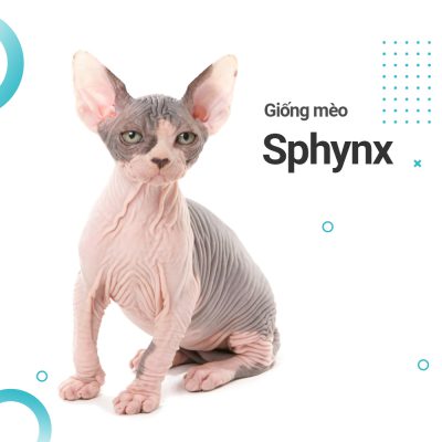 meo-sphynx