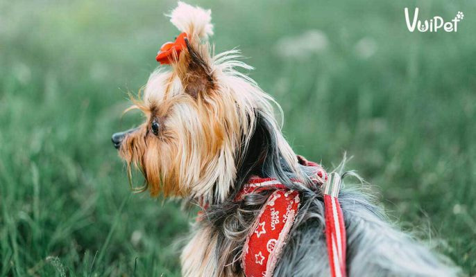 Chó sục Yorkshire Terrier - giống chó mini bỏ túi siêu đáng yêu