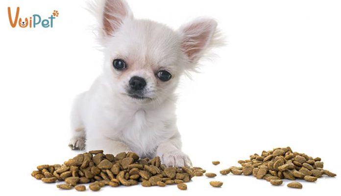 Chó con ăn gì? Thức ăn cho chó con chi tiết theo từng độ tuổi