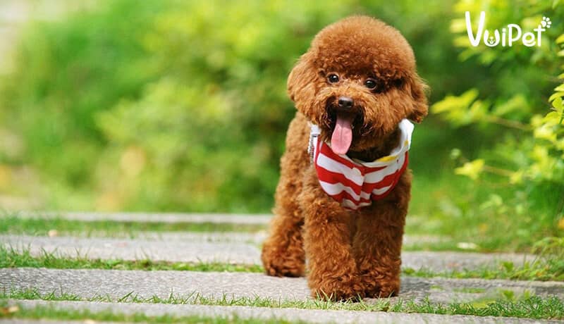 Cảnh Báo] Sự Thật Chó Poodle Giá 500K, Poodle Giá Sinh Viên