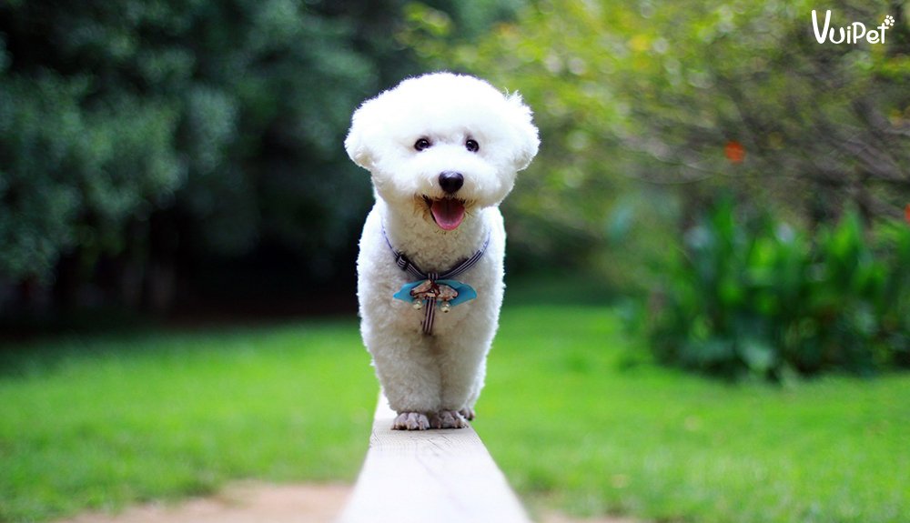 Cute_pet_white_furry_puppy_photo_1366x768