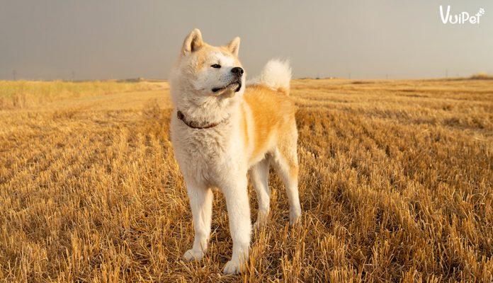 akita-inu-1
