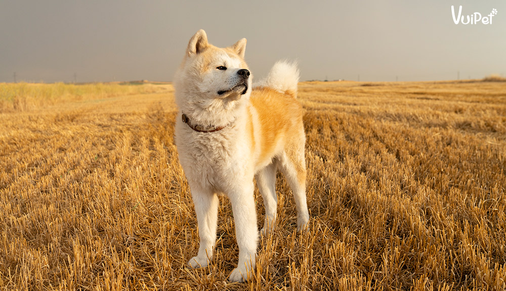 akita-inu-1